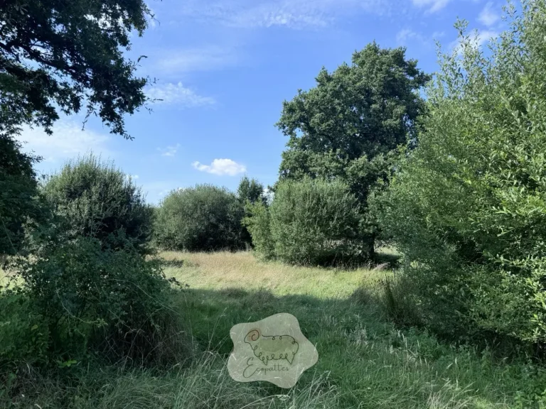 Élevage bovin : conséquences pour la biodiversité et les habitats naturels