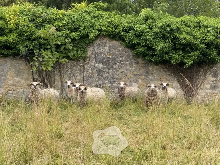 Écopâturage en automne : la période cruciale de reproduction de nos moutons