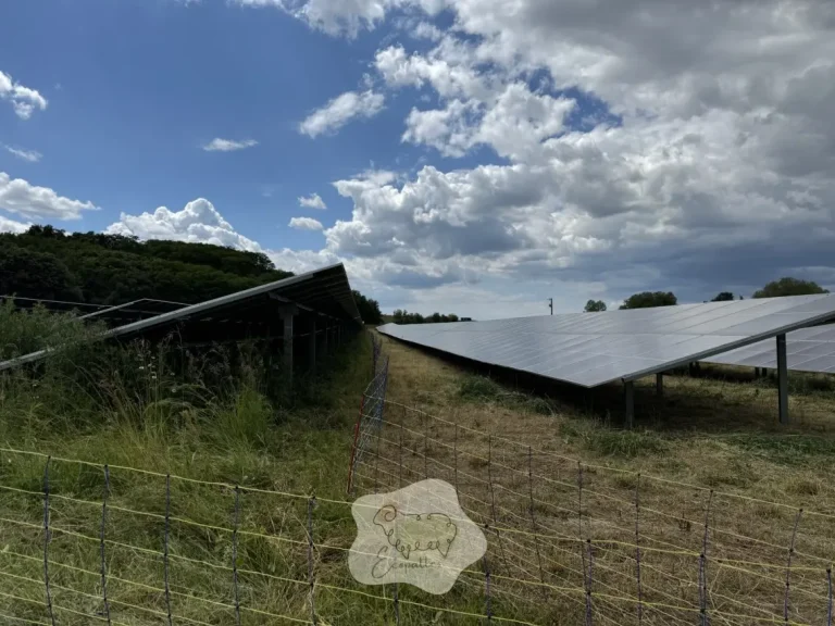 Écopâturage estival : surmonter les défis de la chaleur pour un pâturage durable