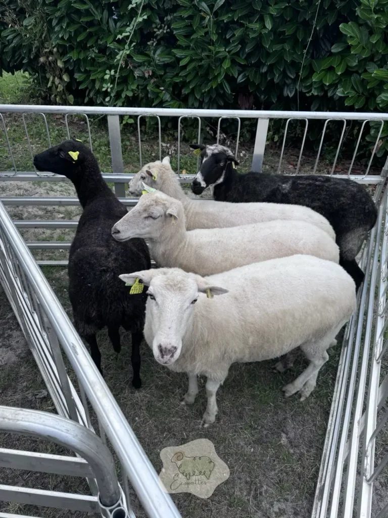 Élevage d&rsquo;agneau : les bases pour bien commencer