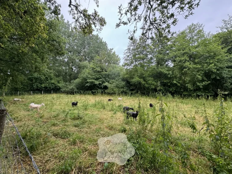 Estimez le coût de votre projet d’éco-pâturage sur mesure