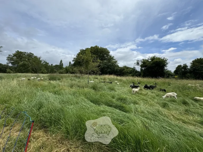 La gestion différenciée des espaces verts : votre guide complet et pratique