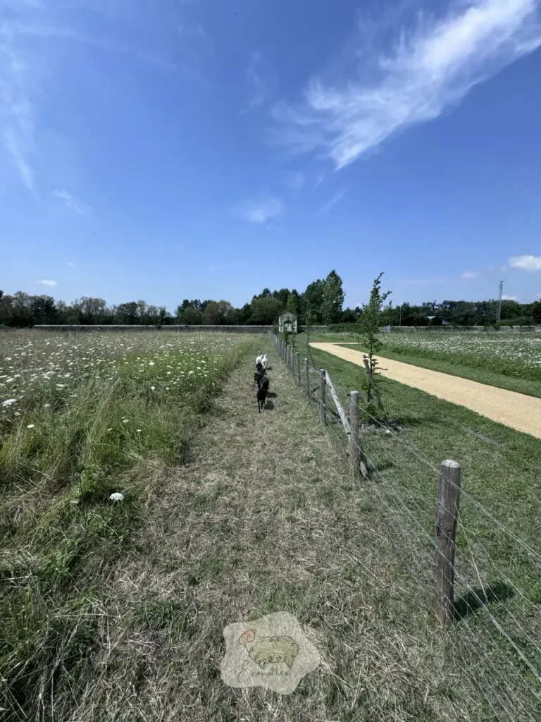 Impact de l’élevage bovin sur la biodiversité des pâturages