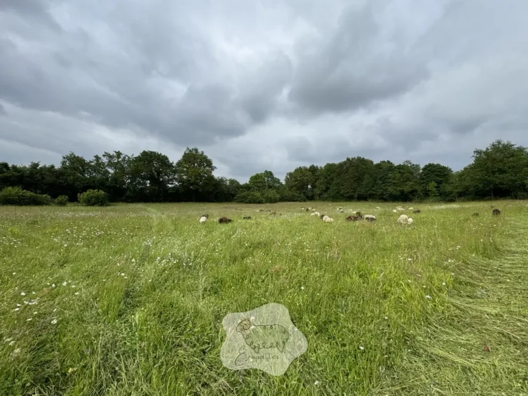 Éco-pâturage en zone humide : une solution durable et naturelle