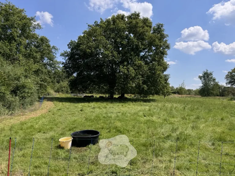 Mouton ou chèvre en éco-pâturage : comment choisir le bon animal selon le terrain ?