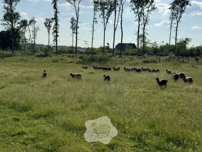 Pourquoi choisir l’éco-pâturage pour restaurer les zones humides