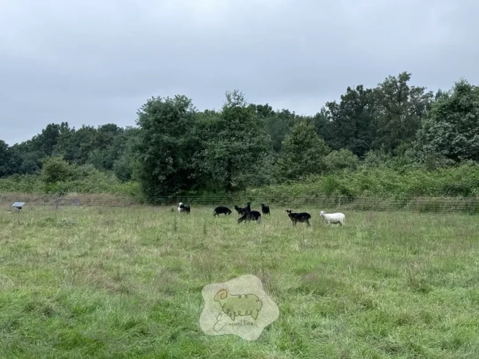 quel-animal-mange-ronces-eco-paturage-ecopattes quel-animal-mange-ronces-eco-paturage-ecopattes
