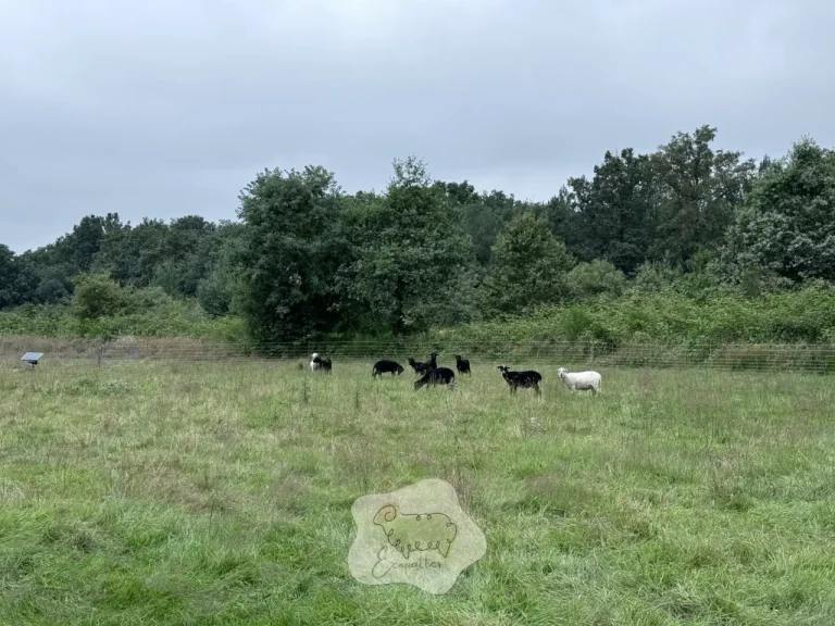 Quel animal mange les ronces en éco-pâturage ?